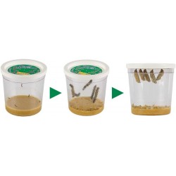 Butterfly Pavilion: Pavilion Habitat and Two Live Cups of Caterpillars with STEM Butterfly Journal – Life Science & STEM Educ...