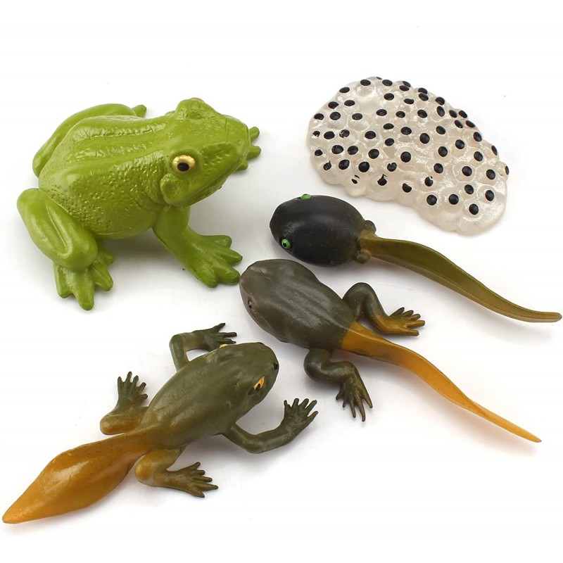 5 PCS Frog Animal Life Cycle Model Figure Classroom Accessories Party Supplies Cake Toppers Desktop Decoration Educational De...