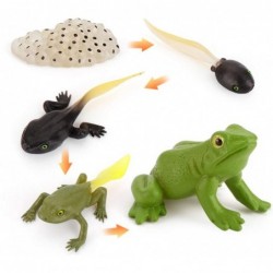 5 PCS Frog Animal Life Cycle Model Figure Classroom Accessories Party Supplies Cake Toppers Desktop Decoration Educational De...