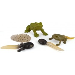 5 PCS Frog Animal Life Cycle Model Figure Classroom Accessories Party Supplies Cake Toppers Desktop Decoration Educational De...