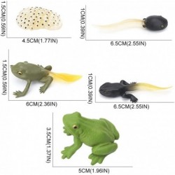 5 PCS Frog Animal Life Cycle Model Figure Classroom Accessories Party Supplies Cake Toppers Desktop Decoration Educational De...