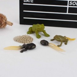 5 PCS Frog Animal Life Cycle Model Figure Classroom Accessories Party Supplies Cake Toppers Desktop Decoration Educational De...