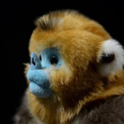 12.6'' Realistic Large Sitting Golden Monkey Plush Stuffed Animal Toy Simulation Lifelike Snub Nosed Monkey Plushie Pillow Do...