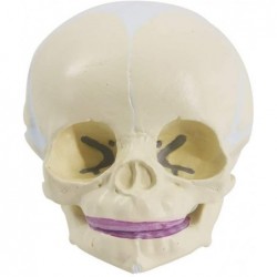 Human Infant Skull Model Life Sized Fetus Skull Anatomy Baby Skull Model for Medical Teaching Learning Kids Learning Educatio...