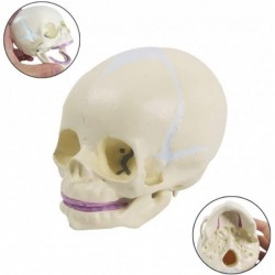 Human Infant Skull Model Life Sized Fetus Skull Anatomy Baby Skull Model for Medical Teaching Learning Kids Learning Educatio...