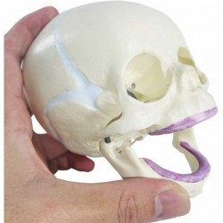 Human Infant Skull Model Life Sized Fetus Skull Anatomy Baby Skull Model for Medical Teaching Learning Kids Learning Educatio...