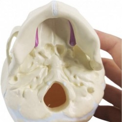 Human Infant Skull Model Life Sized Fetus Skull Anatomy Baby Skull Model for Medical Teaching Learning Kids Learning Educatio...